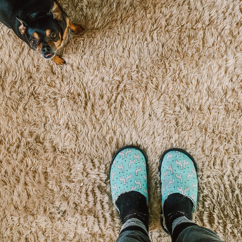 A pair of light blue stylish slippers with pet prints